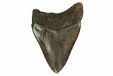 Brown, Serrated, Fossil Megalodon Tooth - Georgia #149374-1